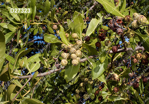 Green Buttonwood (Conocarpus erectus)